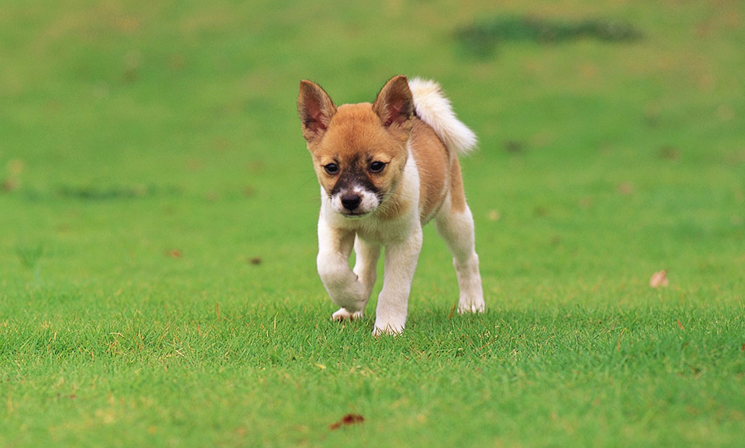 文昌叮叮宠物商业计划书案例